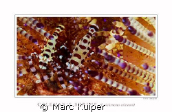 coleman's shrimps in lembeh strait on sea-urchin.
taken ... by Marc Kuiper 
